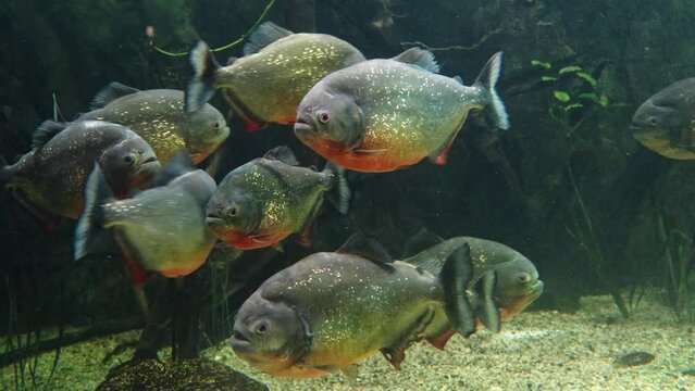 Adult piranhas swim in the water.