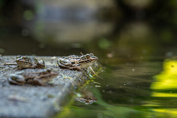 水辺で生活するトノサマガエル