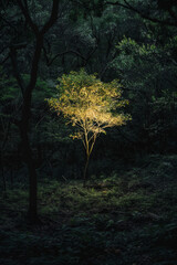 Naklejka premium A single tree glowing softly in a dark, dense forest, providing light and hope amidst the shadows, symbolizing optimism in difficult times. 