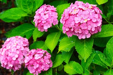 雨に濡れたピンクのアジサイ