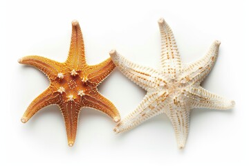 A flat lay / top view with subtle shadows illustrating two different types of white starfish over a transparent background