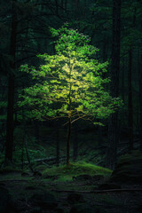 Fototapeta premium A single tree glowing softly in a dark, dense forest, providing light and hope amidst the shadows, symbolizing optimism in difficult times. 