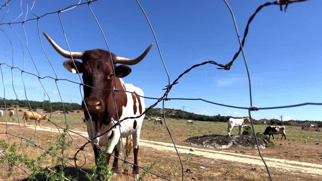 Vacas pastando dentro de un cercado