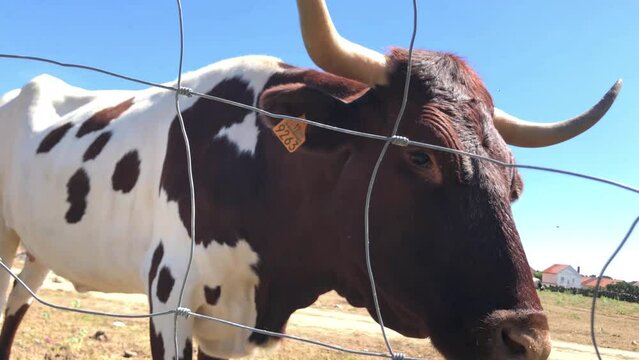 Vacas pastando dentro de un cercado