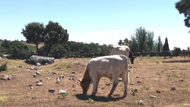 Vacas pastando dentro de un cercado
