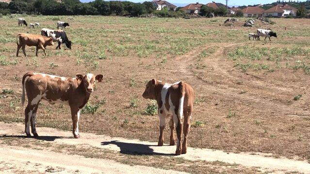 Vacas pastando dentro de un cercado
