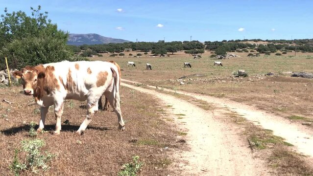 Vacas pastando dentro de un cercado