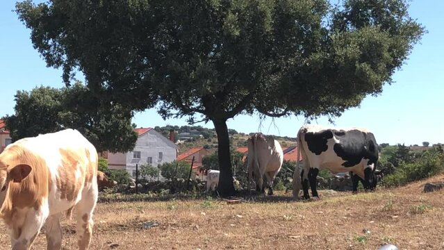 Vacas pastando dentro de un cercado