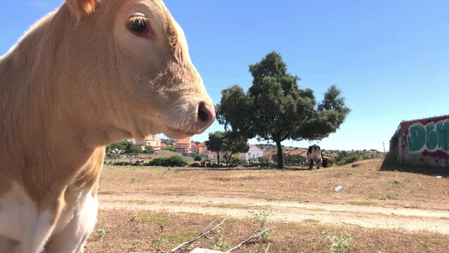 Vacas pastando dentro de un cercado