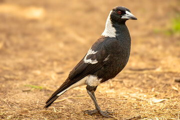 The Australian magpie is a black and white passerine bird native to Australia and southern New Guinea, and introduced to New Zealand, and the Fijian island of Taveuni.