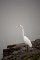 Great egret at the Alviso Marina County Park