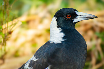 The Australian magpie is a black and white passerine bird native to Australia and southern New...