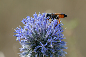 Close-up shot of Golden Digger Wasp (Sphex funerarius)