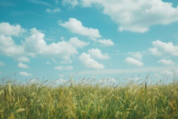 Field of tall grass with clouds in the sky