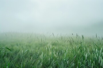Field of tall grass with clouds in the sky