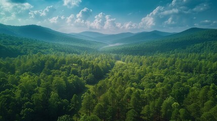 Obraz premium A vast green forest viewed from above, with layers of trees stretching into the distance