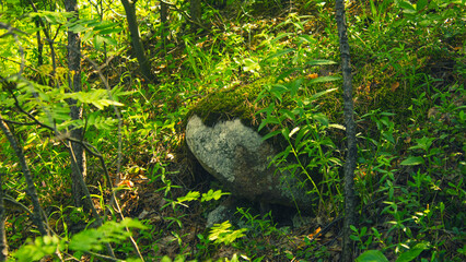 A large piece of rock sticking out of the ground