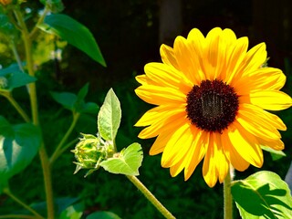 beautiful sunflower in the garden
