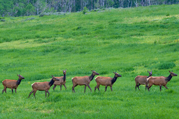 several cow elk running across a grassy field, Steambaot colorado