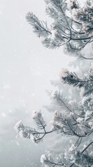 Snowy pine tree branches with snow falling down on them, winter background
