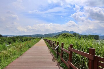 농촌 들판의 여름 풍경, 파란 하늘과 하얀 구름, 창원 주남저수지