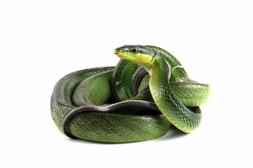 The Arboreal Ratsnake (Gonyosoma oxycephalum) is endemic to Southeast Asia. Other common names are the Red-tailed Green Rat Snake. 