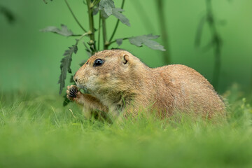 Prairie dog (Cynomys) is native to the grasslands of North America.