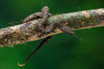 Bornean Pit Viper (Craspedocephalus borneensis) is a venomous pit viper native to the island of Borneo, Indonesia.