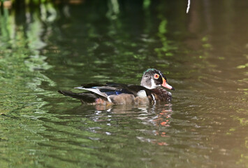 Wood Duck aka Aix sponsa - Neary Lagoon Park, Santa Cruz