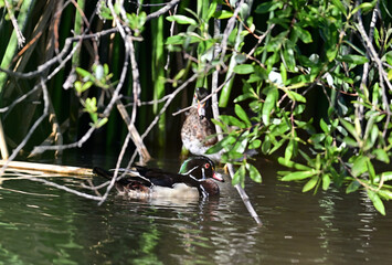 Wood Duck aka Aix sponsa - Neary Lagoon Park, Santa Cruz