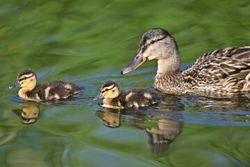 Mother Duck ( Mallard ) with her ducklings