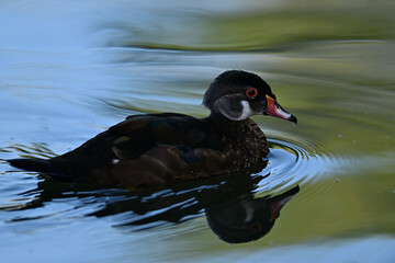 Wood Duck aka Aix sponsa - Neary Lagoon Park, Santa Cruz