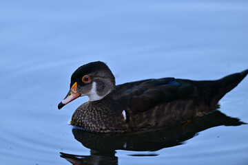Wood Duck aka Aix sponsa - Neary Lagoon Park, Santa Cruz