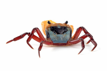 Lepidothelphusa menneri (Three-colored Crab) has a very distinctive tri-coloured pattern. The Crab is reported from Indonesian Borneo for the first time in January 2024 (new species).