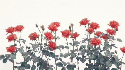 Naklejka premium A stunning bush of fresh red roses stands out against a pristine white background creating a natural and vibrant display of beauty