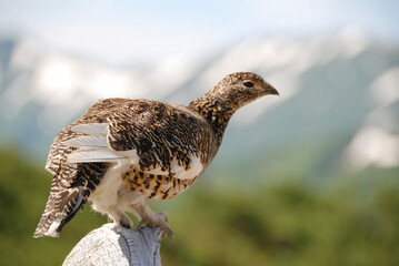 A snow grouse (ptarmigan, female) / ライチョウ(初夏の北アルプス) @槍穂高連峰～表銀座縦走路，穂高連山トレッキングコース)