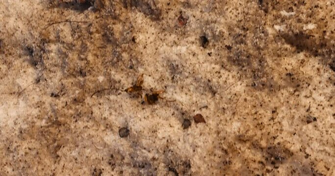 drifts of old dirty snow on the road, old snow on the side of the road with soot and dirt from cars