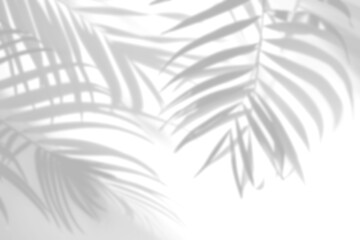 Shadows of tropical palm leaves coming through the window projected on a white wall.