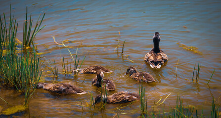 Family of ducks in the lake. 