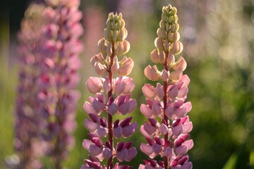 Blooming wildflowers, walking in the fields.