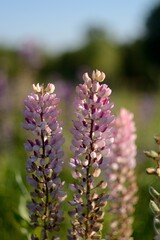 Obraz premium Blooming wildflowers, walking in the fields.
