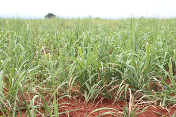 Sugarcane tree in the garden outside