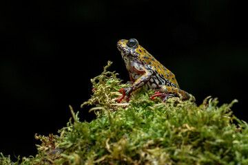 Painted Reed Frog or Spotted Tree Frog.