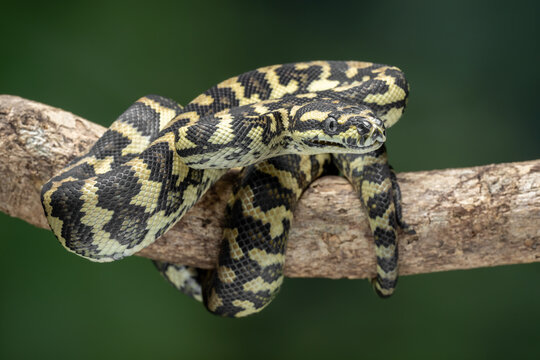 The Jungle Carpet Python (Morelia spilota cheynei) is a striking and popular python species native to the rainforests of Australia and Papua New Guinea.