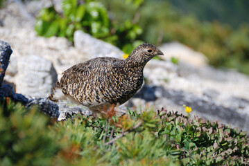 A snow grouse (a ptarmigan) / ライチョウ(初夏の北アルプス) @槍穂高連峰～表銀座縦走路，穂高連山トレッキングコース)