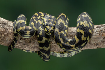 The Jungle Carpet Python (Morelia spilota cheynei) is a striking and popular python species native to the rainforests of Australia and Papua New Guinea.