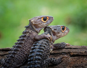 A couple of Red-eyed Crocodile Skink (Tribolonotus gracilis).