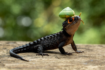 The snail fell right on the head of the Red Eyed Crocodile Lizard (Tribolonotus gracilis).