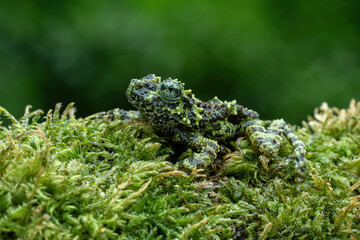 Vietnamese Mossy Frog (Theloderma corticale) or Tonkin Bug-eyed Frog is camouflaged on mossy wood.
