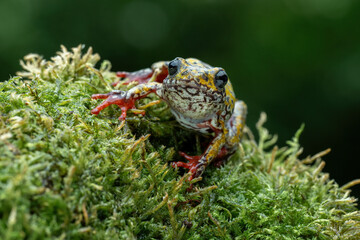 Painted Reed Frog or Spotted Tree Frog.